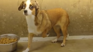 Photo of Terrified Rescue Dog Had Never Been Outside, Wags Her Tail For The Very First Time