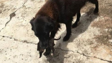 Photo of Dog was digging through trash – turns out he was actually saving a life