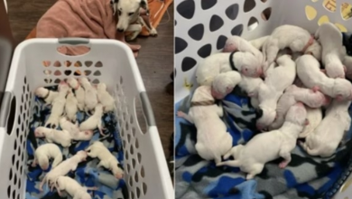 Photo of Dalmatian Mother Gave Birth To Nearly A Record 16 Puppies