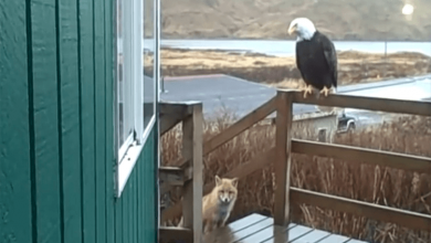Photo of Adorable video shows bald eagle, wild fox and cats hanging out on a porch in Alaska