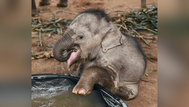 Photo of Watch rescued baby elephant enjoying his first bath